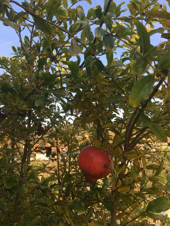 Agriturismo Da Mamma ألبا المظهر الخارجي الصورة