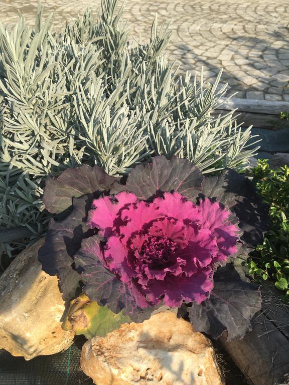 Agriturismo Da Mamma ألبا المظهر الخارجي الصورة